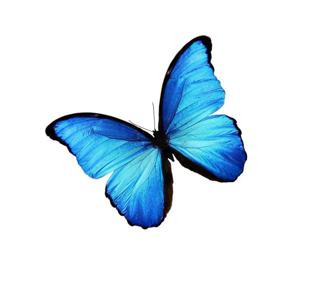 A blue butterfly.