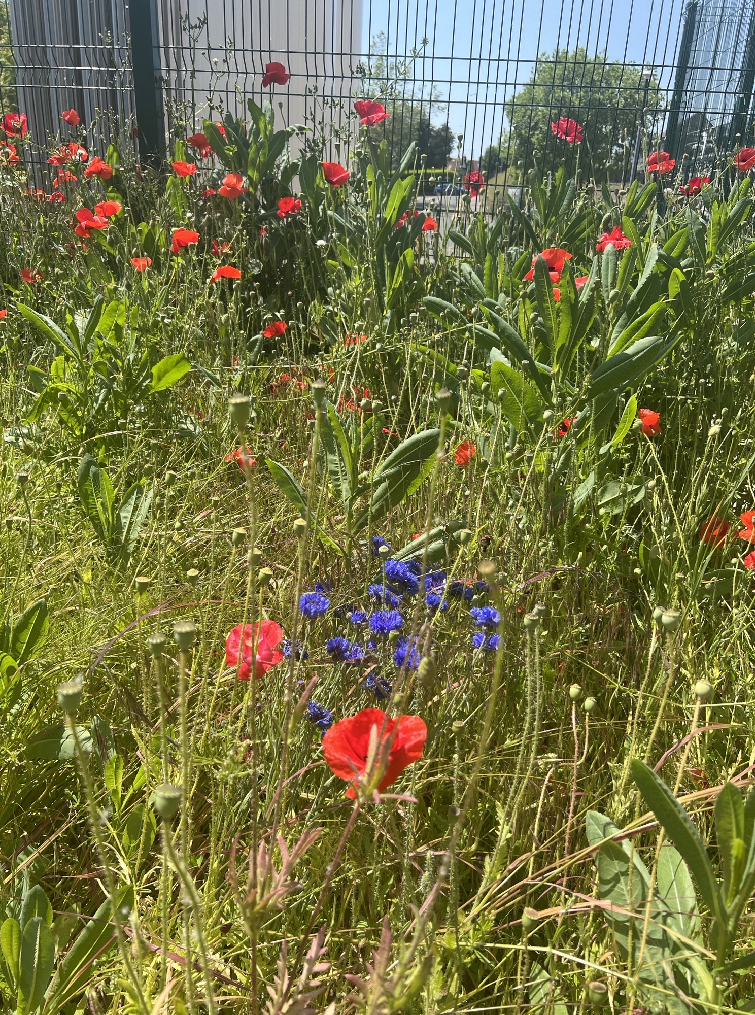 A wildflower meadow.