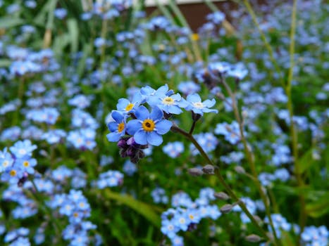 A field of blue flowers.