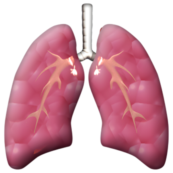 An image of a set of lungs.