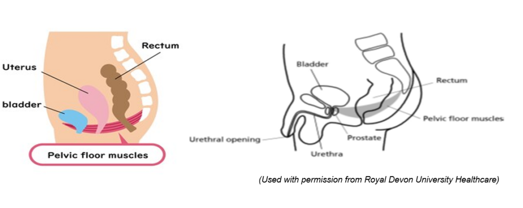 Diagrams showing female and male pelvic floor muscles
